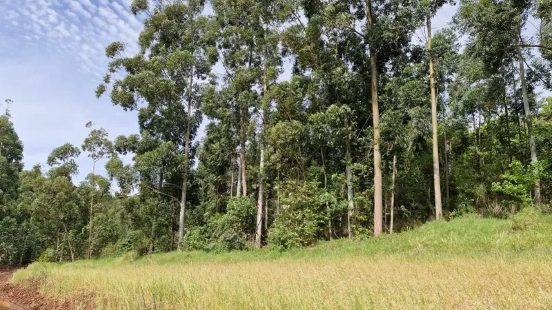 ÁREA DE TERRA À VENDA – CORDILHEIRA ALTA/SC